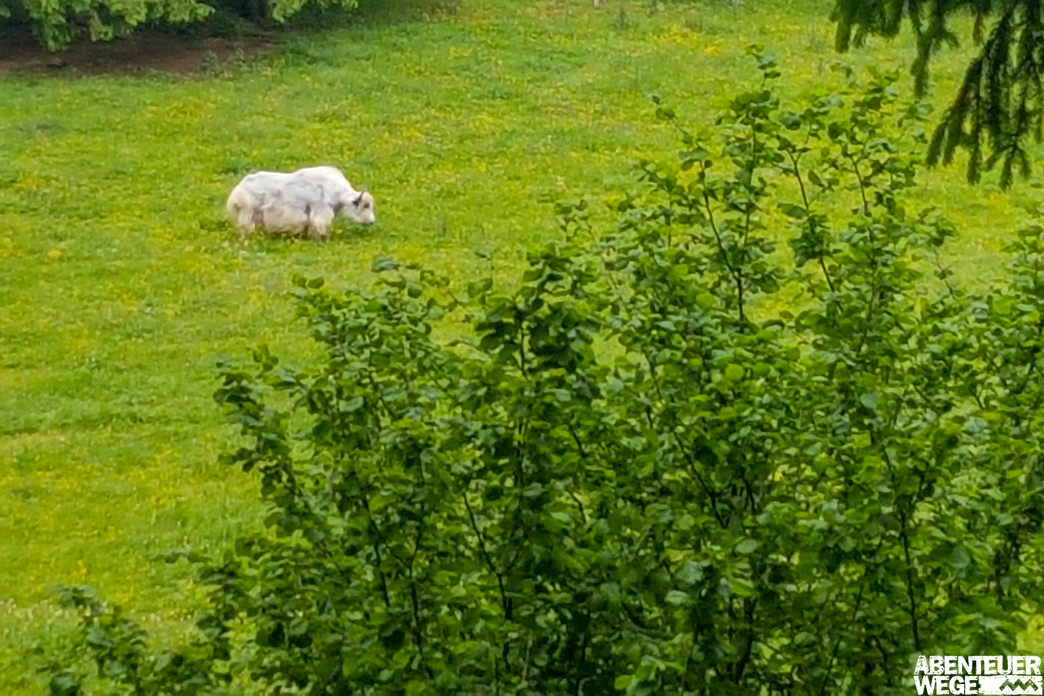 Wilde Wisente auf dem Rothaarsteig