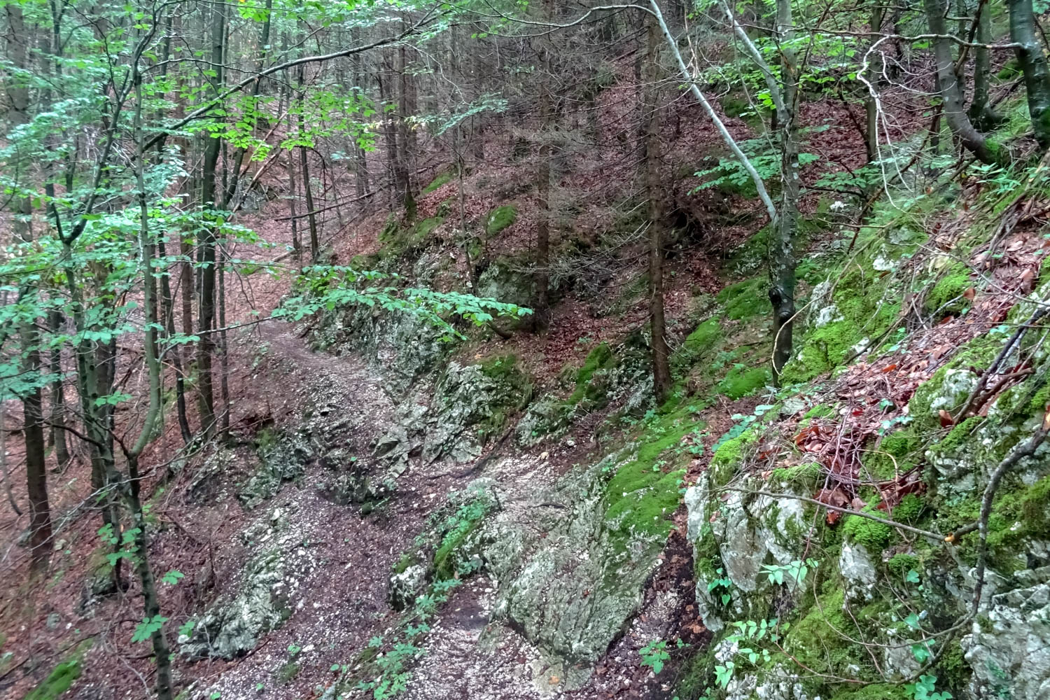 Weg durch Wald zwischen Füssen und Meran