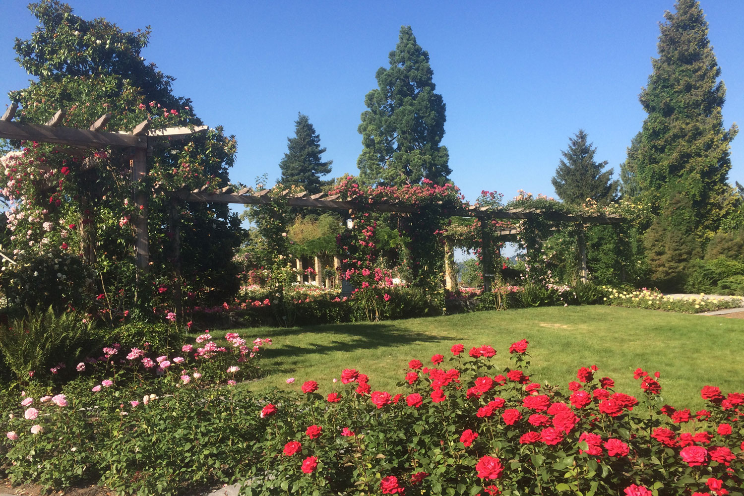 Blumenpracht am Bodensee