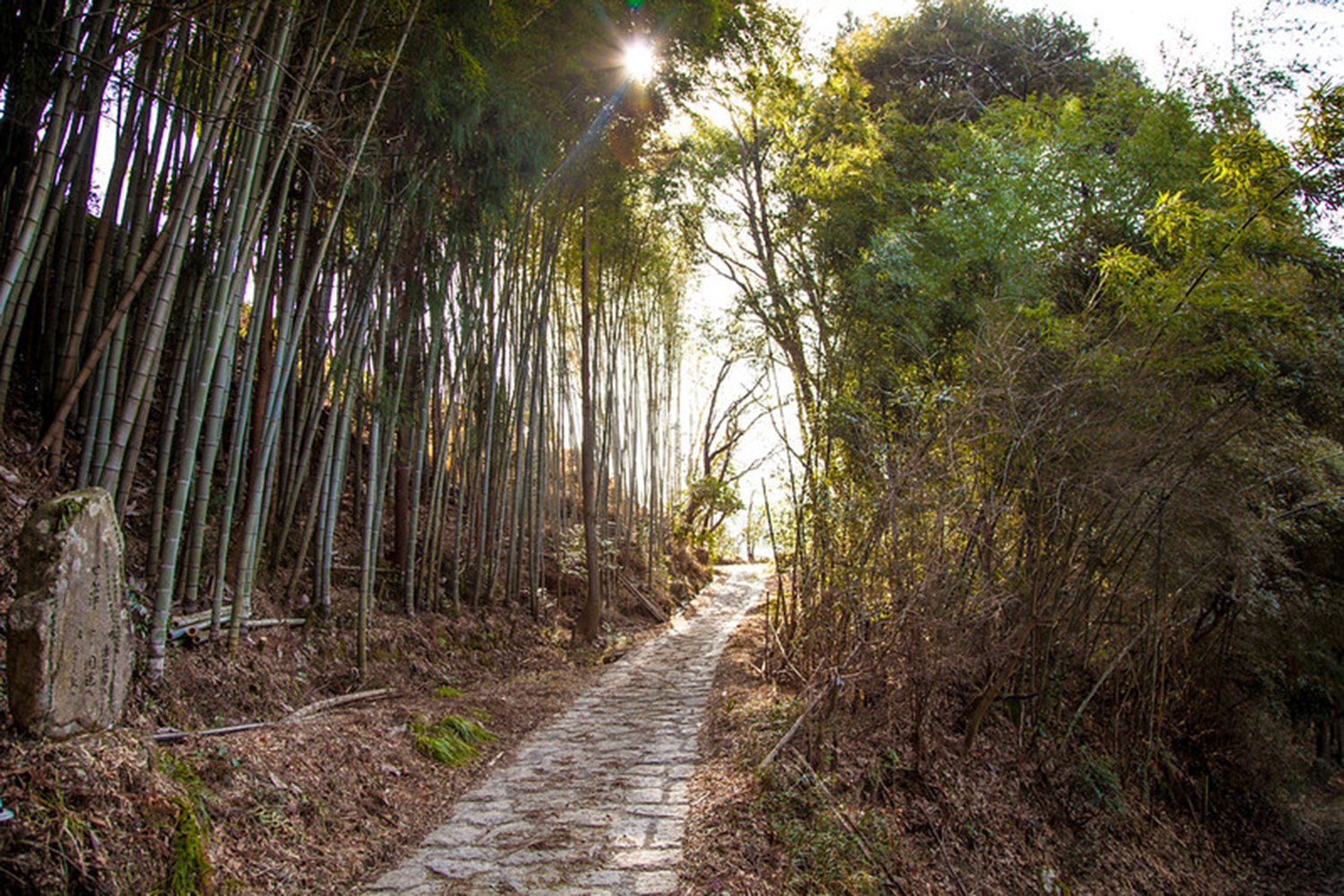 Waldweg auf dem Nakasendo Trail